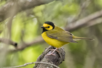 Hooded Warbler.jpg