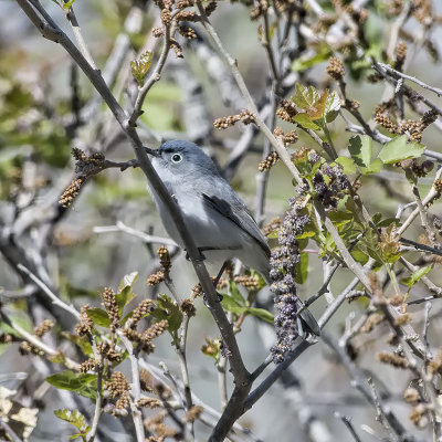 Blue-gray Gnatcatcher.jpg
