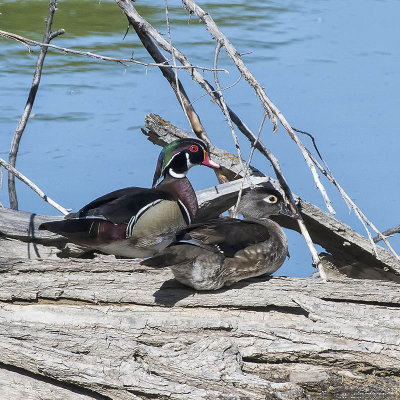 Wood Ducks.jpg