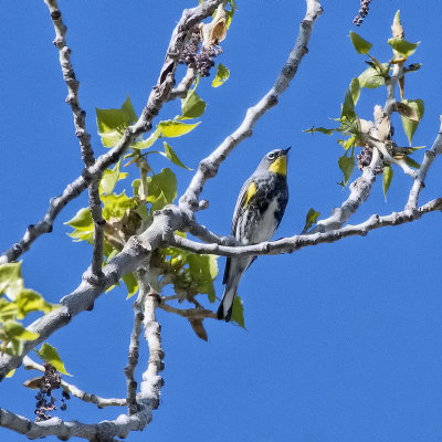 Yellow-rumped Warbler.jpg