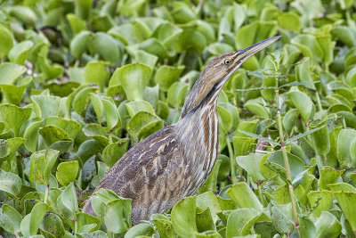 American Bittern.jpg