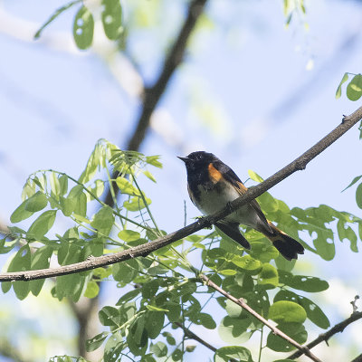 Am. Redstart.jpg