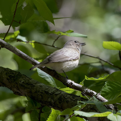 Warbling Vireo.jpg