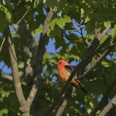 Scarlet Tanager.jpg