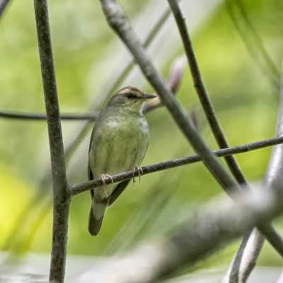 Swainson's Warbler.jpg