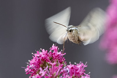 White-lined Sphinx Moth 2.jpg