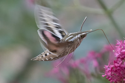 White-lined Sphinx Moth 4.jpg