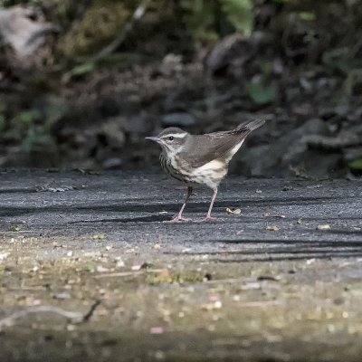 Louisiana Waterthrush.jpg