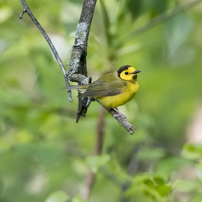 Hooded Warbler female.jpg