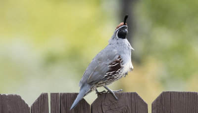 Gambels male 2938.jpg