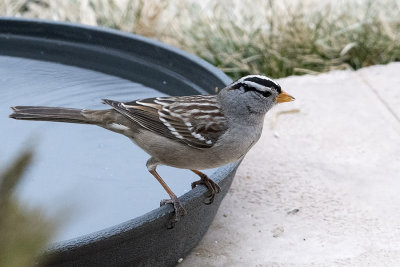 White-crowned Sparrow.jpg