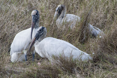 Wood Storks.jpg