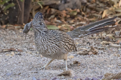 Roadrunner nosh.jpg