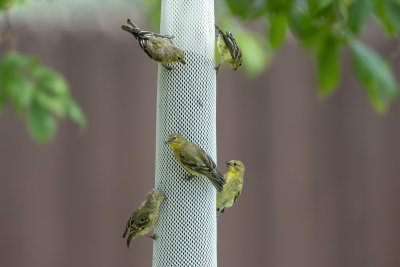 Lesser Goldfinches.jpg