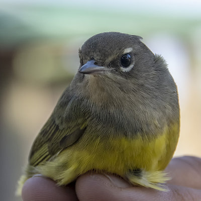 MacGillivray's Warbler.jpg