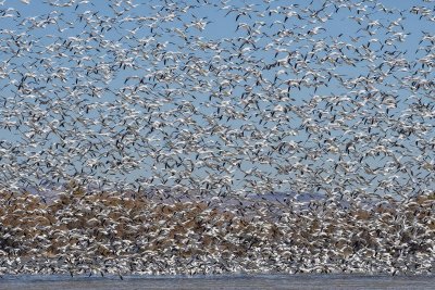 Mostly Snow Geese.jpg
