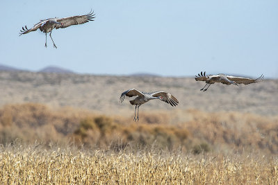 Three coming in to feed.jpg