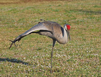 viera-Sandhill crane