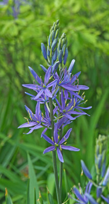 acton_arboretum blue flower
