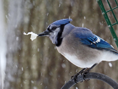 Blue jay with suet.
