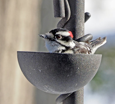 woodpecker in feeder bowl