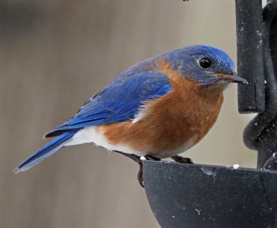 Bluebird