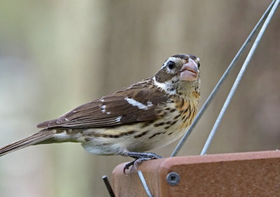 Rose breasted grosbeak- Female