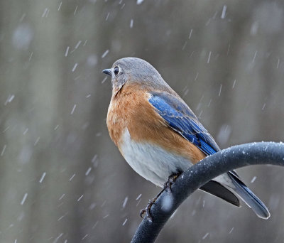 Bluebird in snow storm