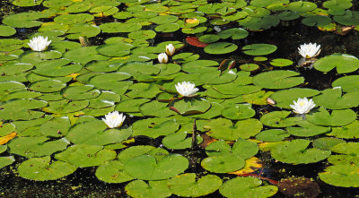 broadmoor Lotus flowers