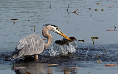 great_meadows - Great Blue Heron catching cat fish