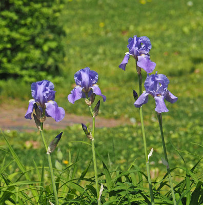 iris garden Concord 