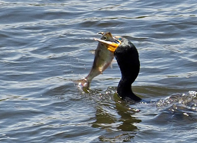 Cormorant with fish Medford Dam