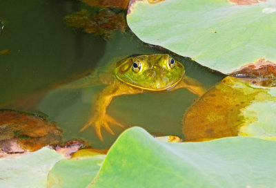 Another Frog at the lotus pond July 2017