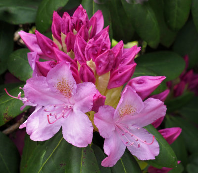 Close up Azalea or Rhododendrom