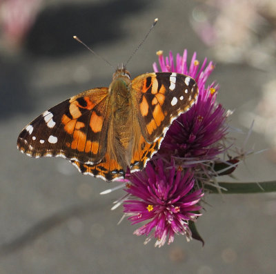 Butterfly July 2017 - Tower Hill