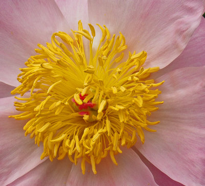 tower_hilll June- Peony
