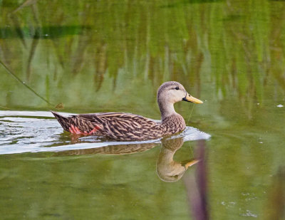 green_cay- mottled duck. jpg