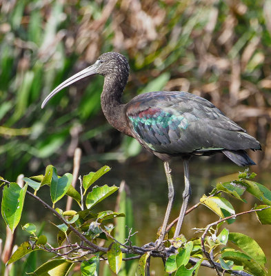 green_cay - glossy ibis-18112554293ed2.jpg