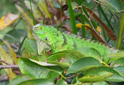 wako - iguana - 18112554205ed.jpg