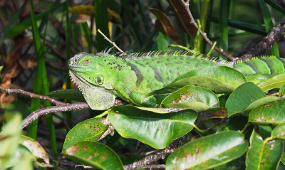 wak - iguana-18112554258ed2.jpg