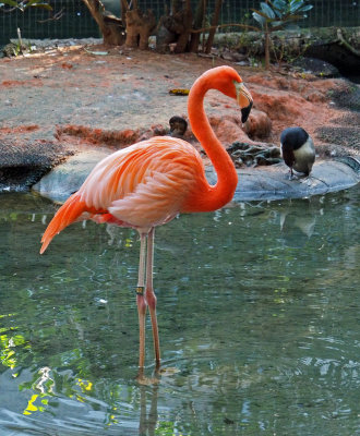 zoo- Flamingo18112660064ed.jpg