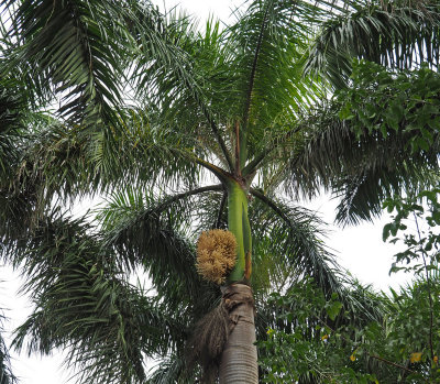 green_cay -palm with flower? 18112440029ed.jpg
