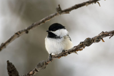 Chickadee