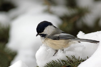 Chickadee