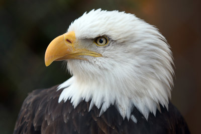 Bald eagle with broken wing