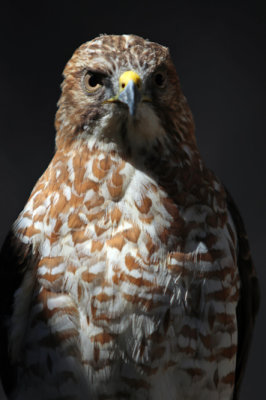 Red tailed hawk