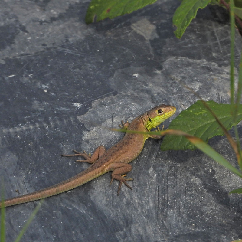 DSCN0600.jpg