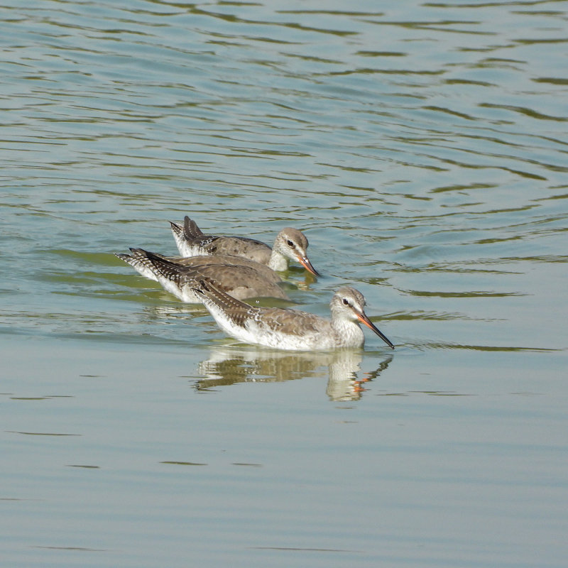 DSCN0961.jpg