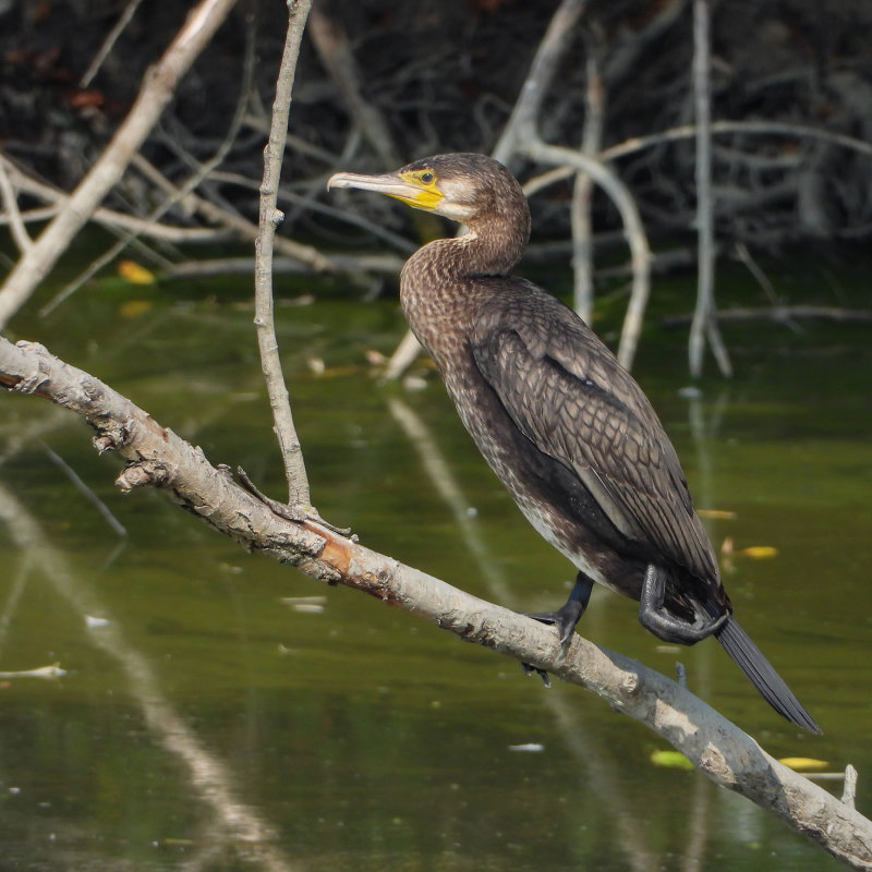 DSCN1220.jpg