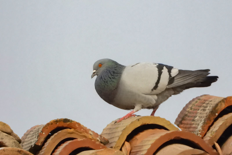 DSCN2951.jpg